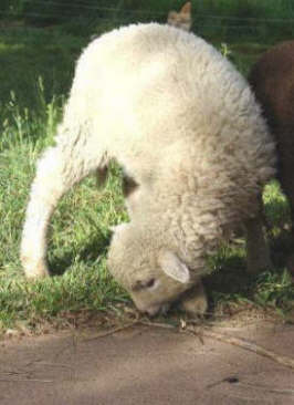 Navajo Churro Lamb