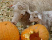 Navajo Churro Sheep