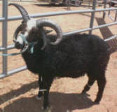 Navajo Churro Ram