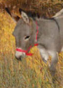 Minature Donkey